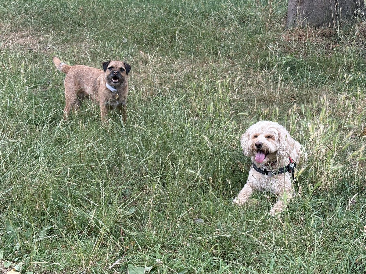 Today was my best pal Freddy’s 9th birthday. We had a lovely walk and pub lunch. A good time was had by all 🥳🐾