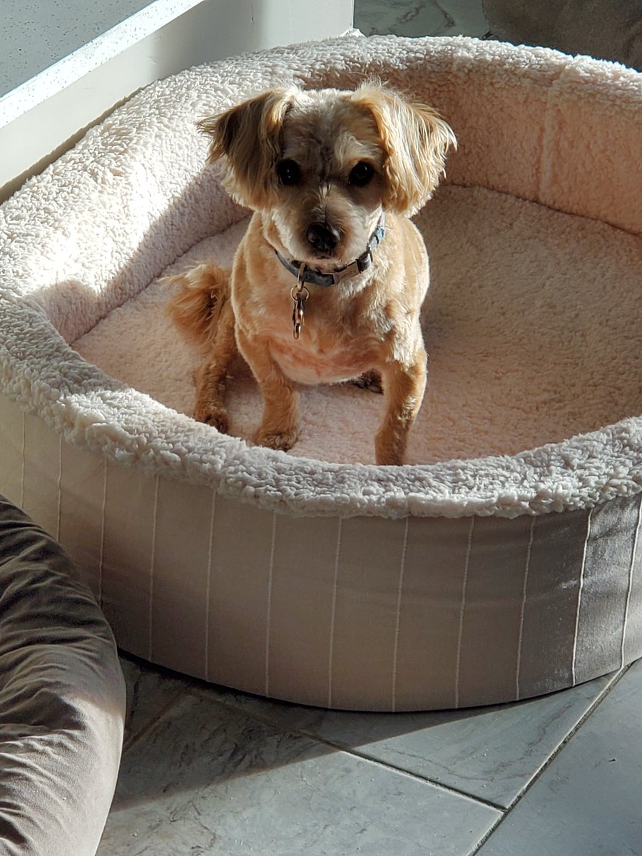 tmurf1963's tweet image. Eight years ago today, we went to the local animal shelter. All of the dogs were barking except for one. Tab walked up to his cage and he walked up to her! From that day on, Buddy has been the bestest boi and we could not love him more!! Happy Gotcha Day, Buddy!!!