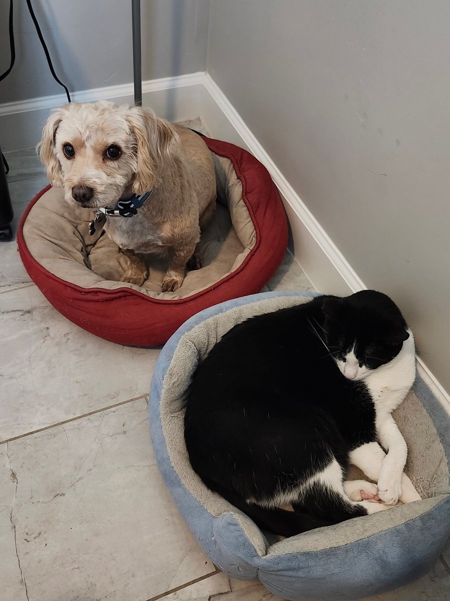 tmurf1963's tweet image. Eight years ago today, we went to the local animal shelter. All of the dogs were barking except for one. Tab walked up to his cage and he walked up to her! From that day on, Buddy has been the bestest boi and we could not love him more!! Happy Gotcha Day, Buddy!!!