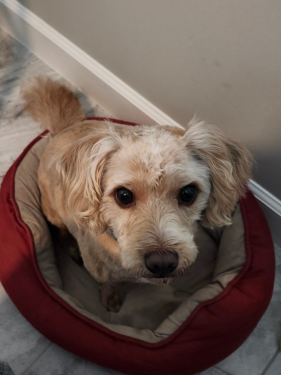 tmurf1963's tweet image. Eight years ago today, we went to the local animal shelter. All of the dogs were barking except for one. Tab walked up to his cage and he walked up to her! From that day on, Buddy has been the bestest boi and we could not love him more!! Happy Gotcha Day, Buddy!!!