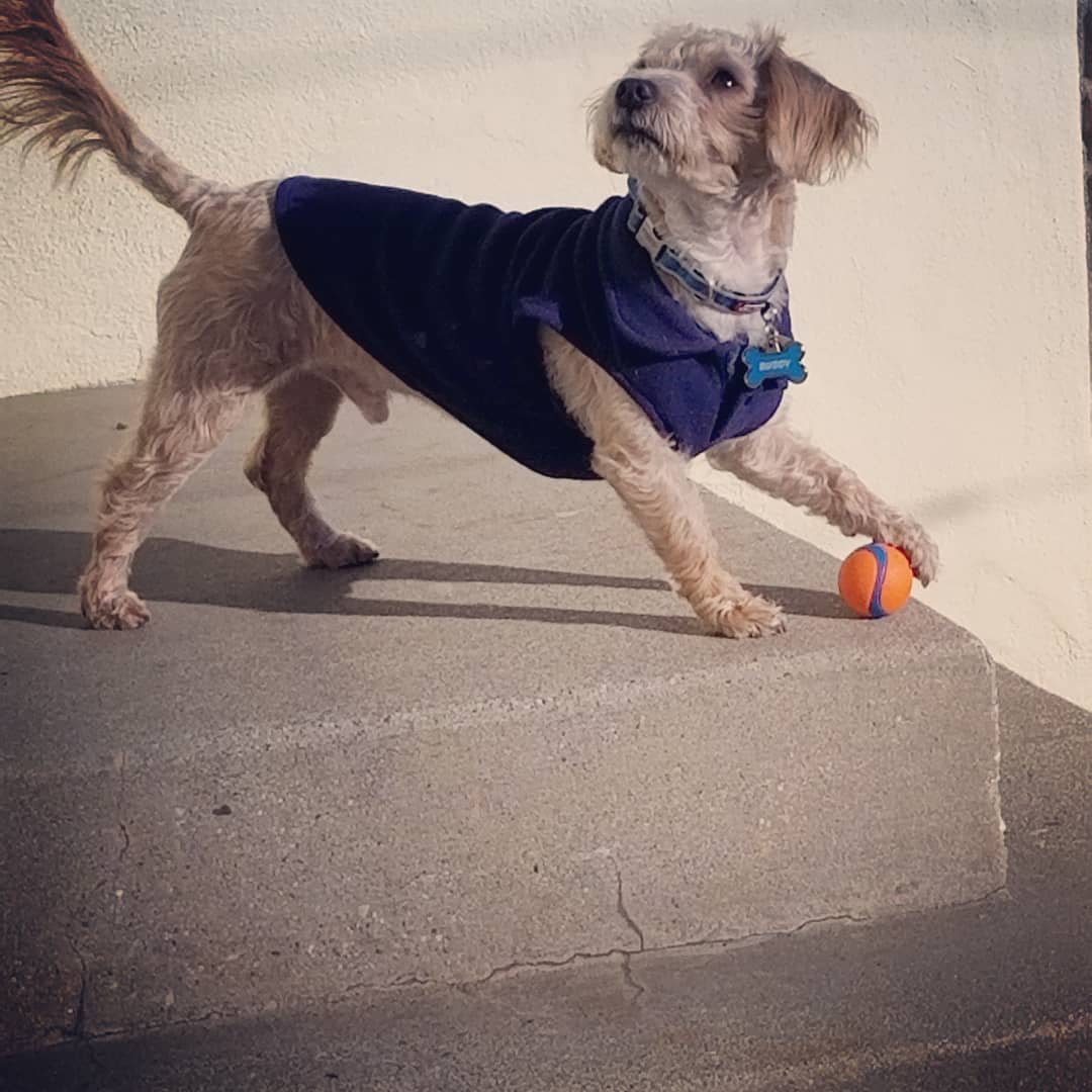 tmurf1963's tweet image. Eight years ago today, we went to the local animal shelter. All of the dogs were barking except for one. Tab walked up to his cage and he walked up to her! From that day on, Buddy has been the bestest boi and we could not love him more!! Happy Gotcha Day, Buddy!!!