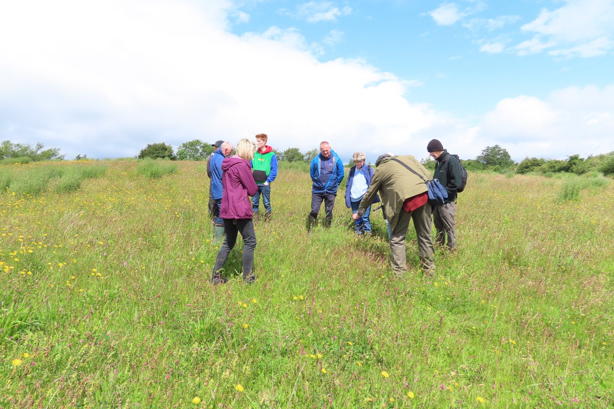 Happy National meadows day from my ex silage field, where,  today, I hosted Cookstown wildlife group. 10 years of meadow management has resulted in a diverse sward of wildflowers &amp; meadow grasses. We got lucky with the weather &amp; saw plenty of pollinators.1/2
