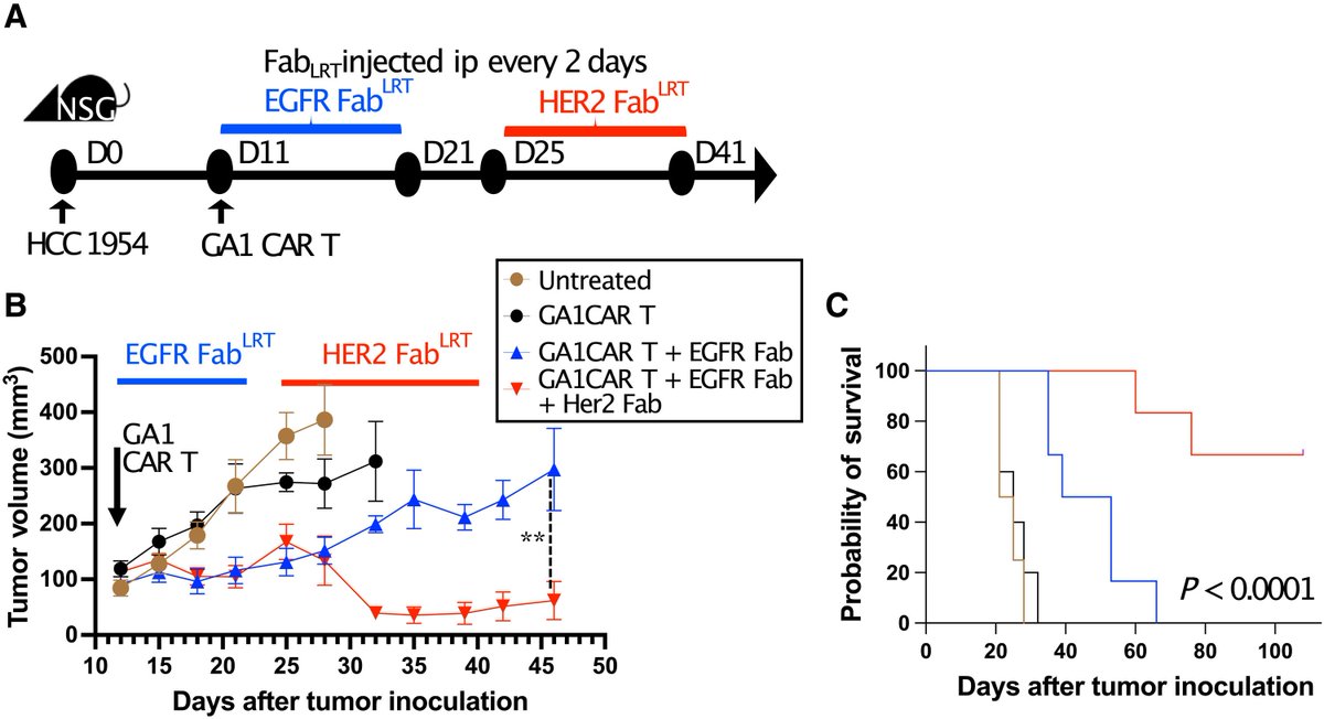 Waggoner Lab (@labwaggoner) on Twitter photo A CAR T platform using engineered protein G variants and Fab scaffolds enables safe, adaptable, multi-targeted cancer therapy <a href="/ScienceAdvances/">Science Advances</a>
science.org/doi/10.1126/sc… A CAR T platform using engineered protein G variants and Fab scaffolds enables safe, adaptable, multi-targeted cancer therapy <a href="/ScienceAdvances/">Science Advances</a>
science.org/doi/10.1126/sc…