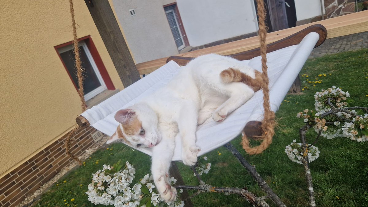 Maximii82's tweet photo. @MaximalesD Das ist Stummel.

Stummel ist jetzt ca. 2 Jahre alt. Er kam vor knapp 1 1/2 Jahren als Tierschutzkatze aus Rumänien zu uns. Er ist wie sein Bruder chronisch Krank und ist körperlich nicht komplett entwickelt. 

Er ist mein Seelenkater und wir haben eine ganz enge Bindung. https://t.co/7DvlxqwVcB