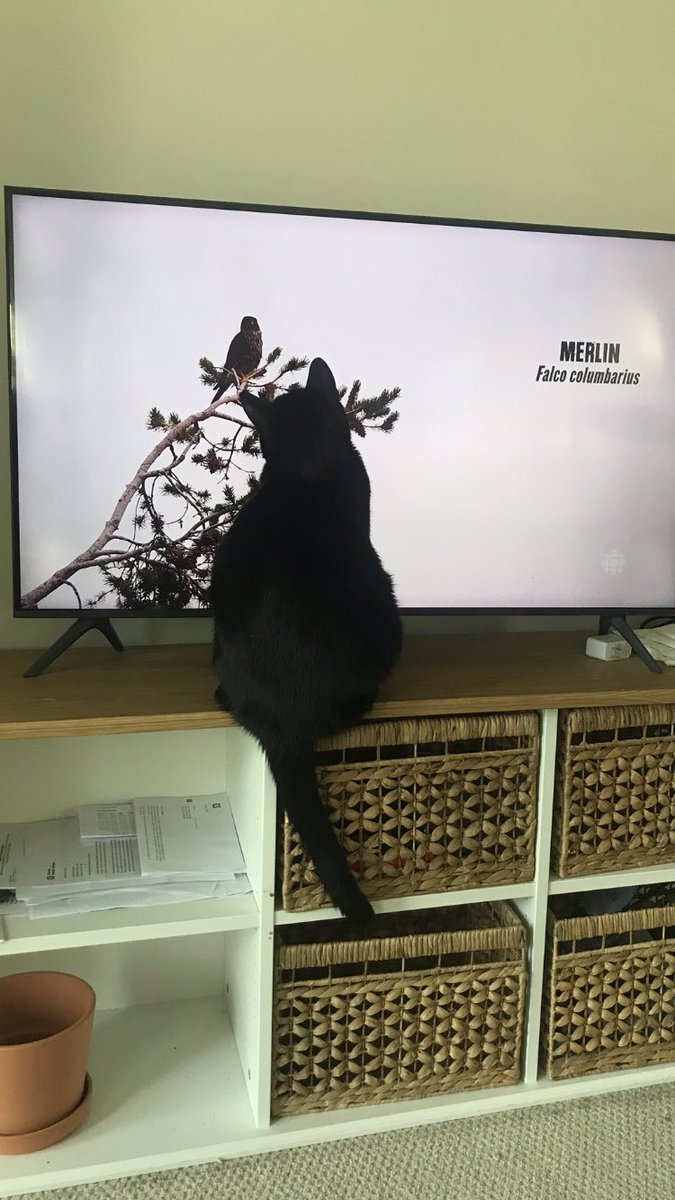 My cat Jazmin is mesmerized by the bird show I’m watching …
