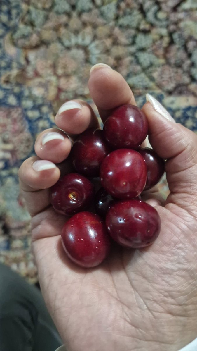 agh9_h's tweet image. بفرمایید گیلاس تازه چین دزدی 🤓