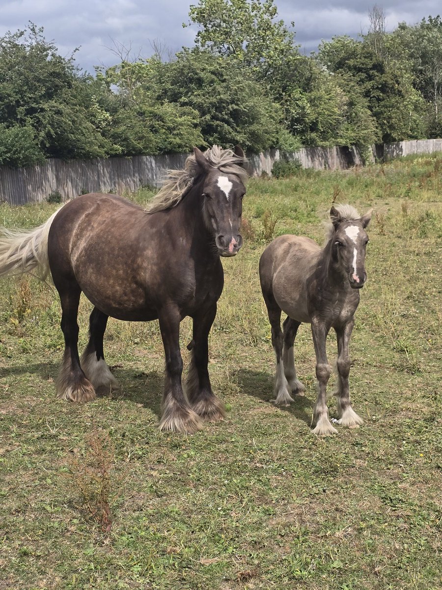 In Wiltshire today , and saw this mother and 3 month old foal. It was lovely to see.
