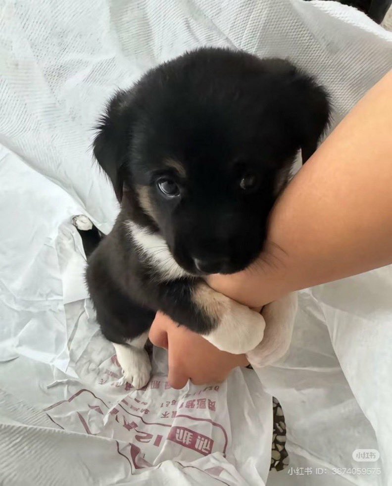 lol
😂This  pup’s name is the last thing you ate ?