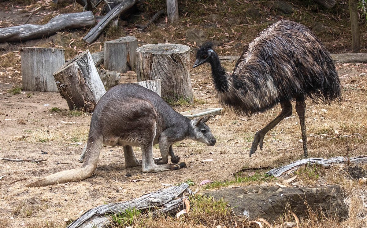 sfzoo's tweet image. A little bit of a traffic jam at the Australian WalkAbout!
📷: May Woon