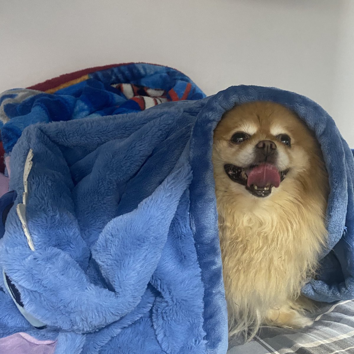 YosefCrazy tweet media