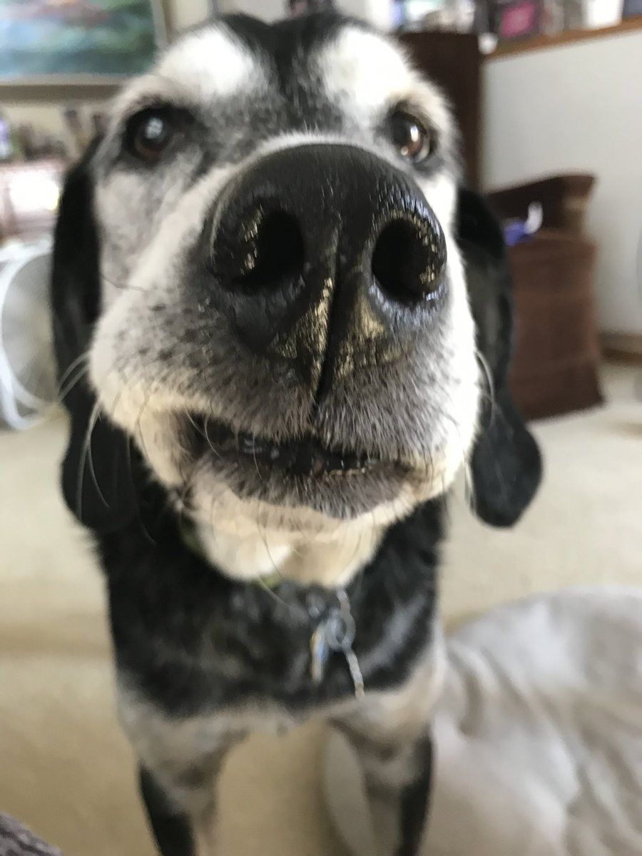 #PetRemembranceDay Thinking about all our pals at the rainbow bridge and my big bro Z. 🩵🌈 You were one foxy dude Z man. 🦊
#AngelZ #SaturdayThoughts