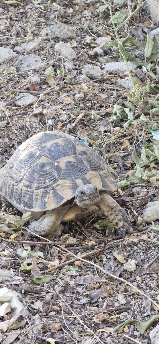 İnsandan hiç korkmayan bir tosbik gördük 🙂