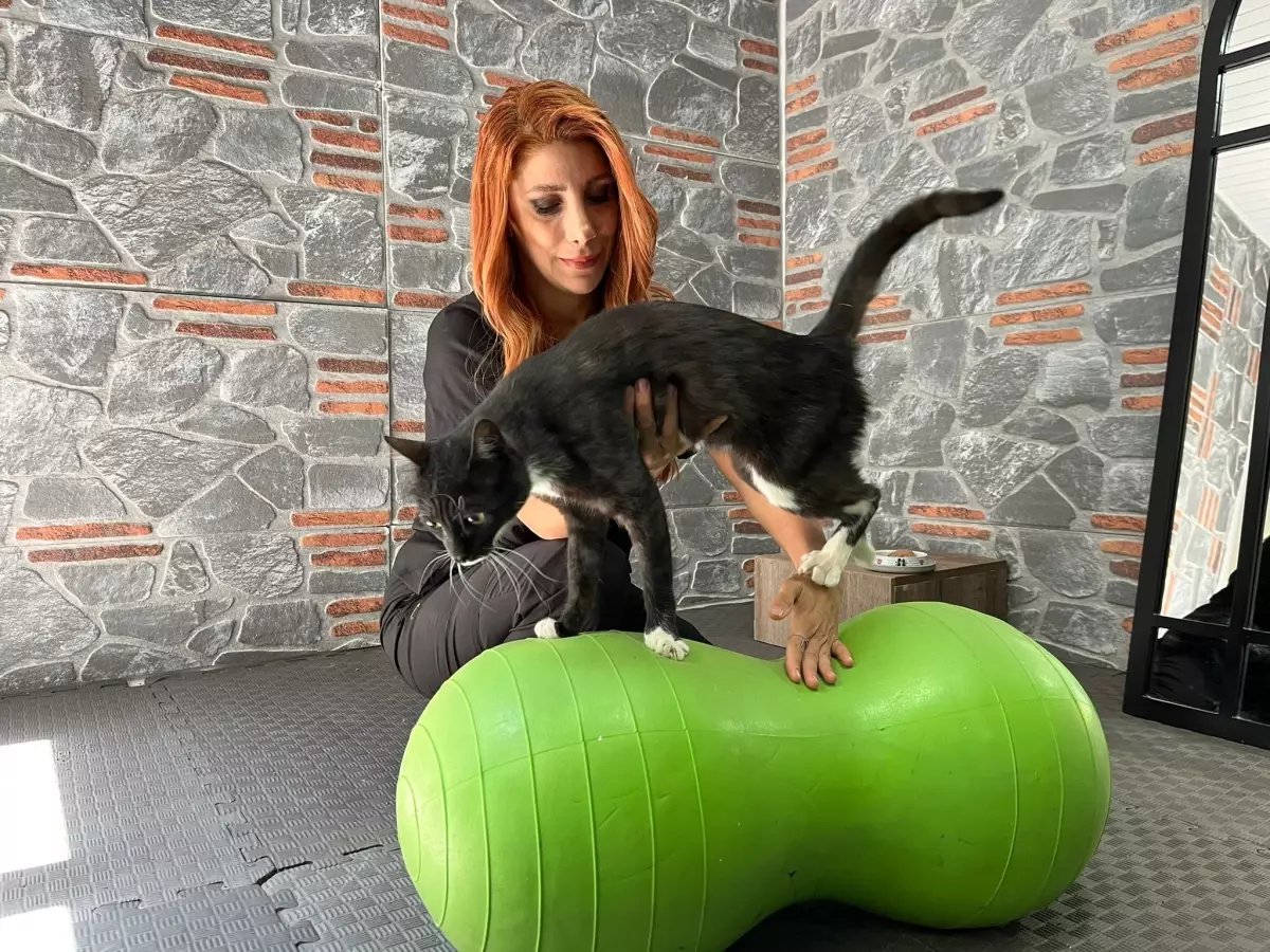 Aracın Çarpmasıyla Yaralanan Kedi 'Hamsi' Tedavi Edildi -  haber06.net/haber/30149/ar…
