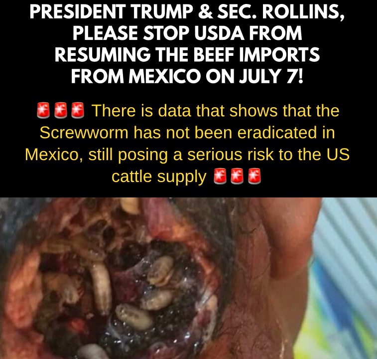 Conservatism Prevents Tyranny (@savelibertyus) on Twitter photo GRAPHIC WARNING
🚨🚨🚨 President <a href="/realDonaldTrump/">Donald J. Trump</a> <a href="/JDVance/">JD Vance</a> <a href="/SecRollins/">Secretary Brooke Rollins</a> <a href="/SecKennedy/">Secretary Kennedy</a> , please STOP the USDA from lifting the ban on the beef imports from Mexico on July 7th. 🚨🚨🚨. There is data they have not eradicated the New World screwworms GRAPHIC WARNING
🚨🚨🚨 President <a href="/realDonaldTrump/">Donald J. Trump</a> <a href="/JDVance/">JD Vance</a> <a href="/SecRollins/">Secretary Brooke Rollins</a> <a href="/SecKennedy/">Secretary Kennedy</a> , please STOP the USDA from lifting the ban on the beef imports from Mexico on July 7th. 🚨🚨🚨. There is data they have not eradicated the New World screwworms