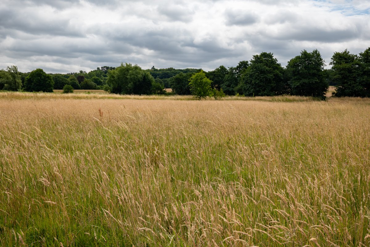 Save Old Park and Chequers Wood (@cburyoldpark) on Twitter photo Celebrating #NationalMeadowsDay on the Fordwich water meadows of #OldPark, #Canterbury. <a href="/KentishStourCP/">Kentish Stour CP</a> <a href="/DefenceHQ/">Ministry of Defence 🇬🇧</a> <a href="/naturalengland/">Natural England</a> <a href="/envagency/">Environment Agency</a> Celebrating #NationalMeadowsDay on the Fordwich water meadows of #OldPark, #Canterbury. <a href="/KentishStourCP/">Kentish Stour CP</a> <a href="/DefenceHQ/">Ministry of Defence 🇬🇧</a> <a href="/naturalengland/">Natural England</a> <a href="/envagency/">Environment Agency</a>