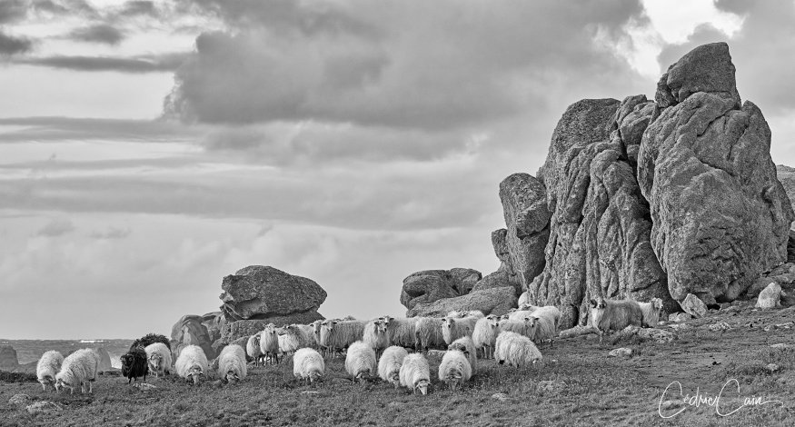 cain_cedric's tweet image. Paysage Ouessantin !
#ouessant #iledouessant #toutcommenceenfinistère #iroise #merdiroise #letelegramme #ouestfrance  #cedriccain #lumieresdouessant #coeurdebretagne #magnifiquebretagne #moutons #sheep🐑