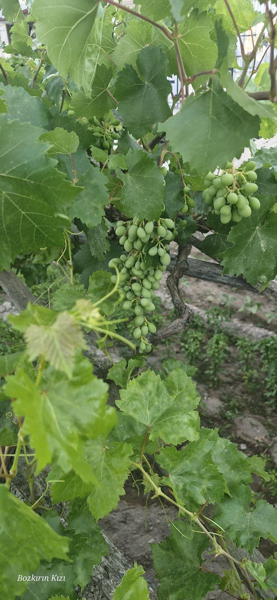 Ve goruklar olmaya başlamış, canim çekti.