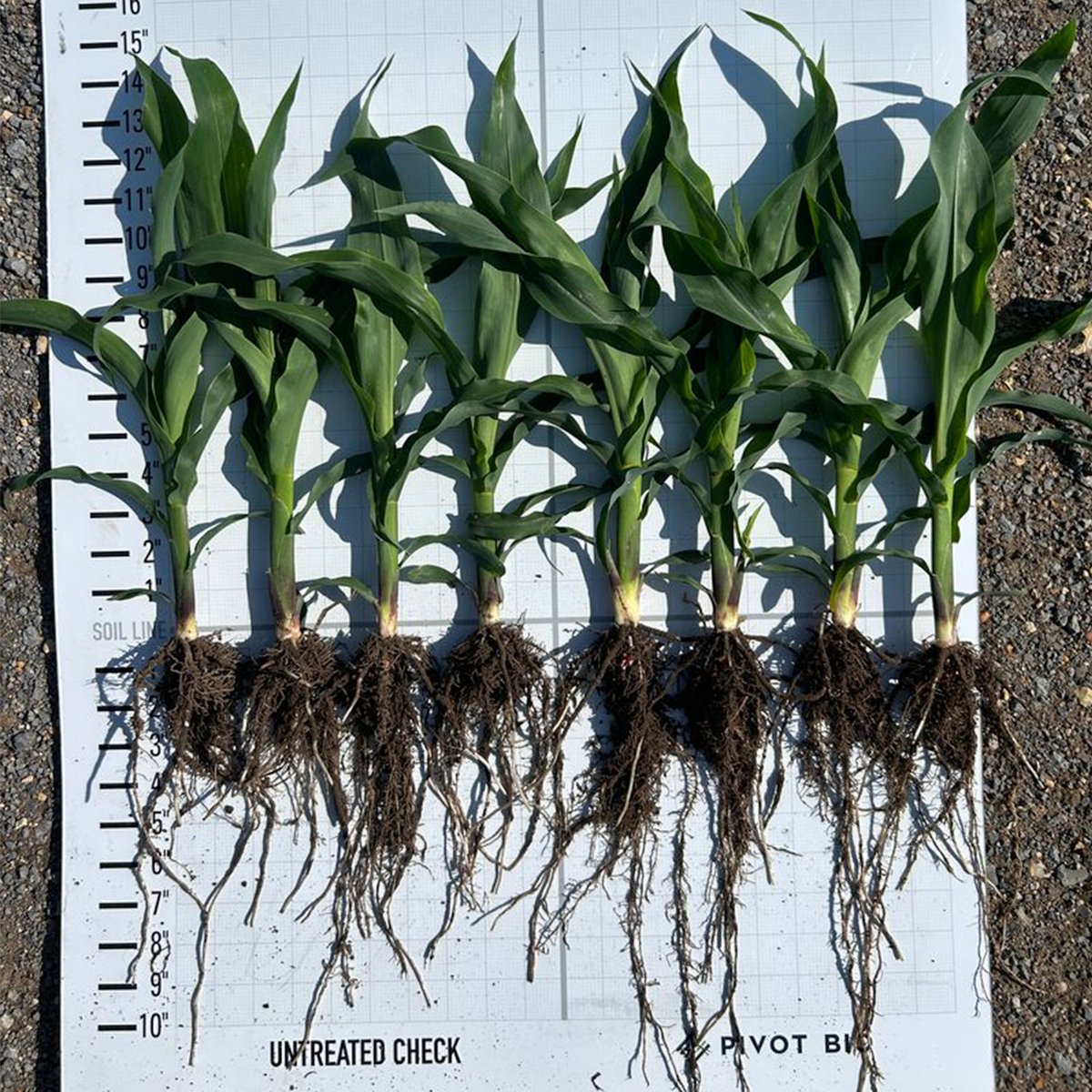 Early season results are looking strong in Mississippi County, MO! 🌽 This demo plot on Pioneer seed (P1511YHR) is showing larger root systems and more biomass above ground, thanks to the addition of Pivot Bio PROVEN G3. The Grower kept nitrogen rates the same but added PROVEN G3