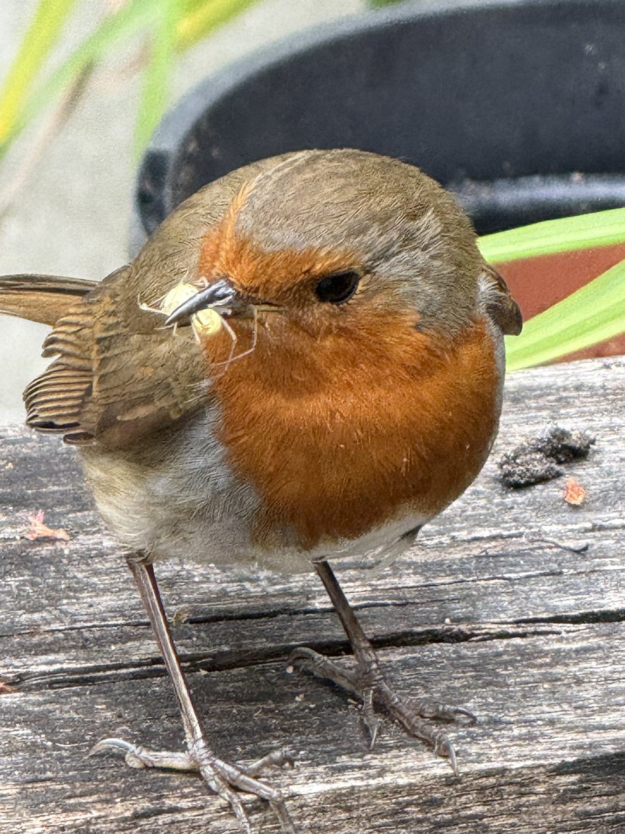 A visitor to the garden today.