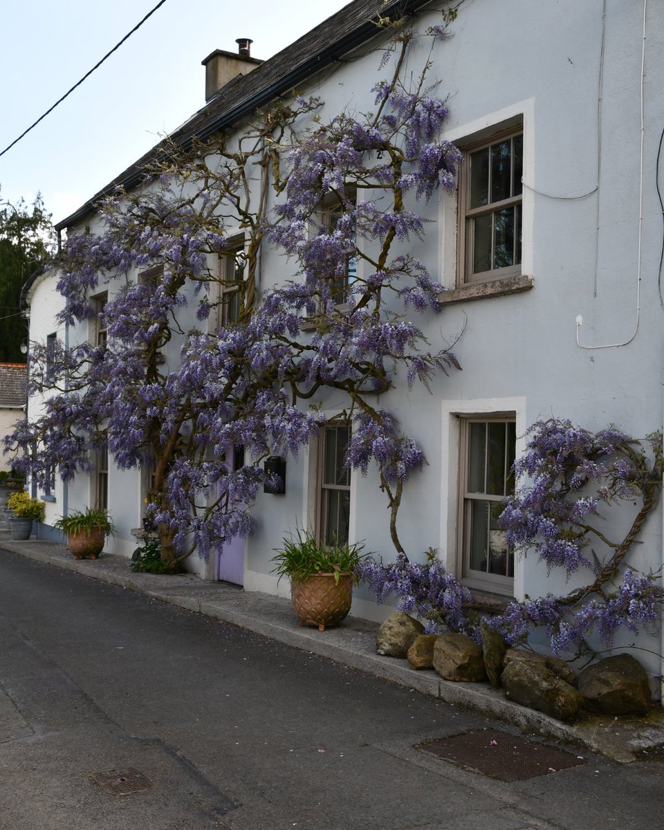 This wisteria-covered house in Inistioge, County Kilkenny, is surely one of the most Instagrammed spots in Ireland! 📸