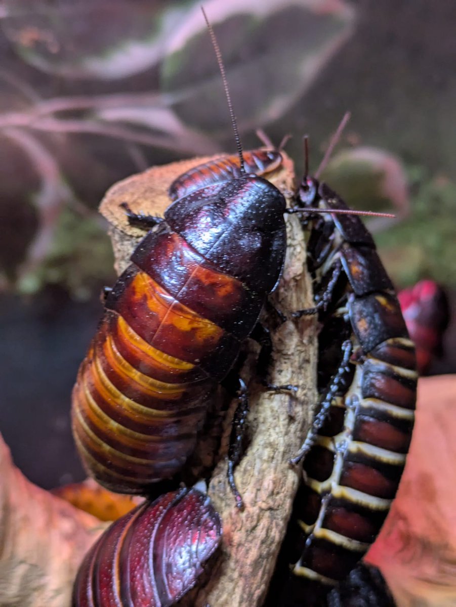 🪳 Not everyone’s fave… but the Madagascan Hissing Cockroach is a hero of the ecosystem! 🌍♻️

They recycle decaying plant matter &amp; keep the environment clean.
Oh — and yes, they really do hiss! 😲🗣️

#ExoticZoo #InsectHeroes #MadagascanHissingCockroach #BugFacts #EcoWarriors