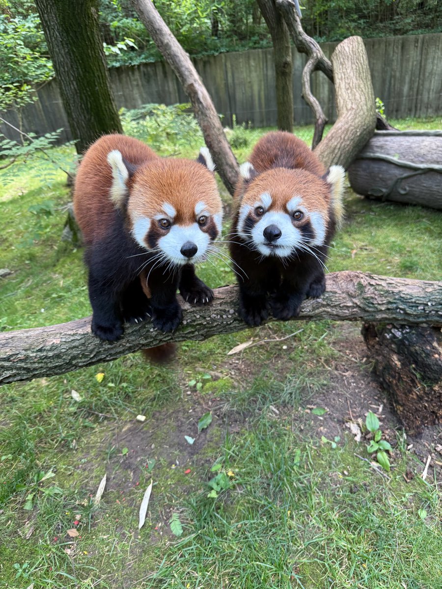 Cincinnati Zoo tweet media