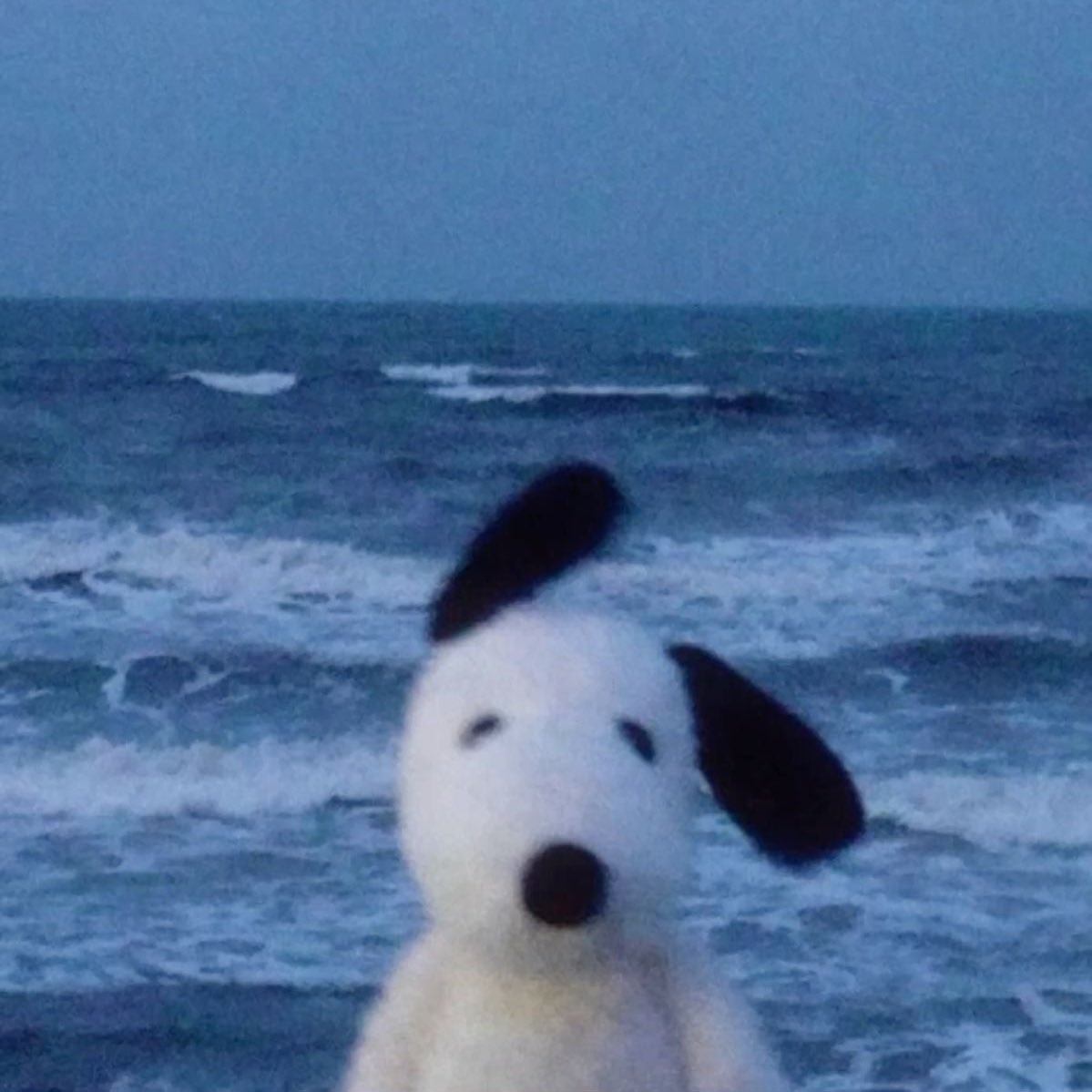 gyupill's tweet image. #boopy