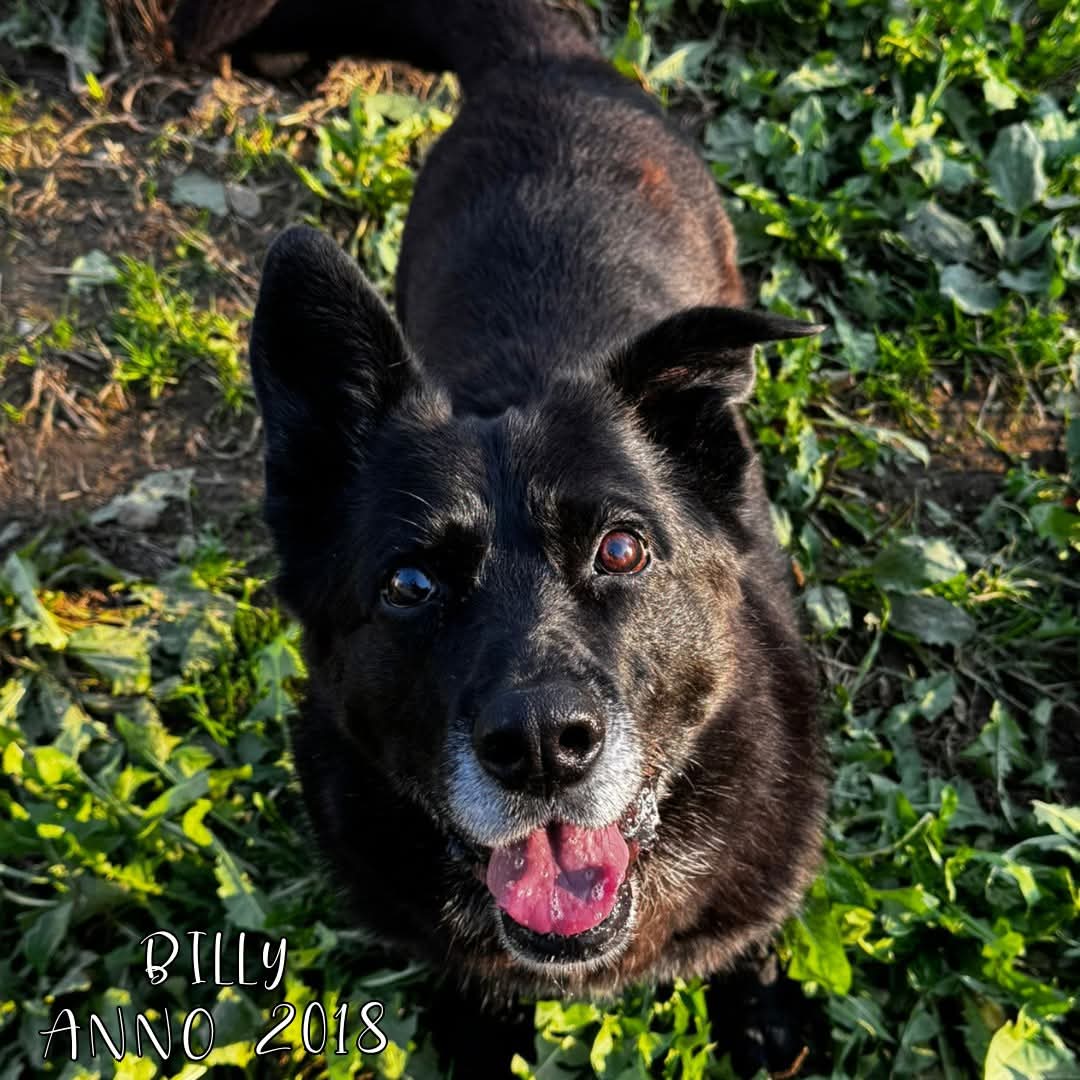 4zampeinvolo's tweet image. 🐾 ADOZIONE DEL CUORE – BILLY CERCA CASA! 🏠
📌 Affettuoso, vivace e in cerca di amore: BILLY aspetta solo una famiglia da amare per sempre.
📣 Info rapide su BILLY:
📍 Età: nato nel 2018
⚖️ Taglia: Media
🧬 Razza (se nota): Meticcio
😃 Carattere: Affettuoso, vivace e…