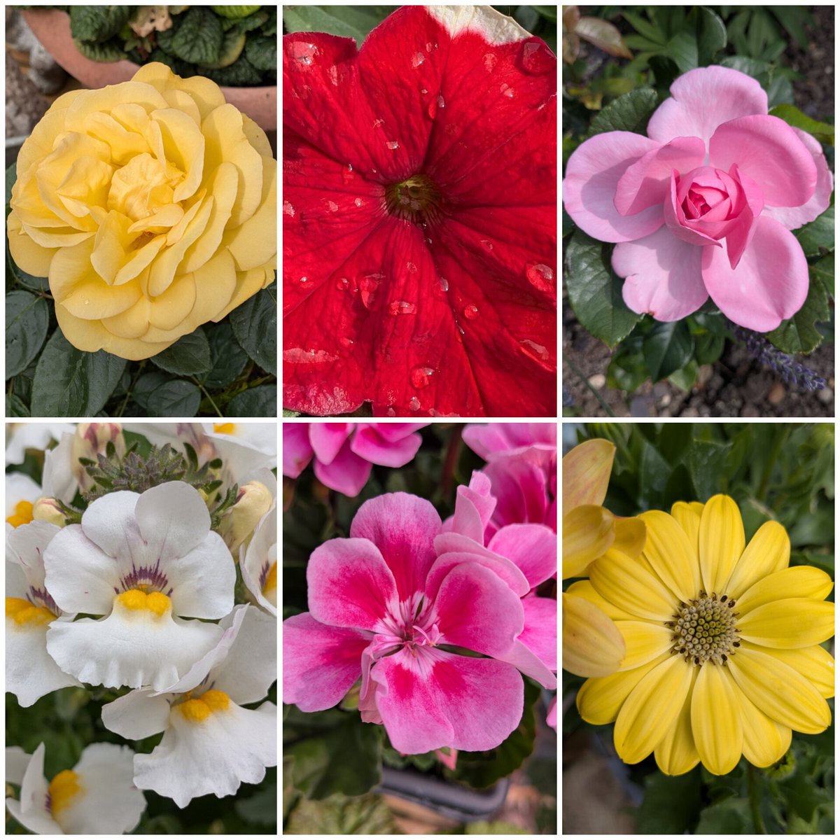 Been a good summer so far for sun loving plants
#SixOnSaturday
#InShot
#flowerpic
#colour
#kingstonuponhull