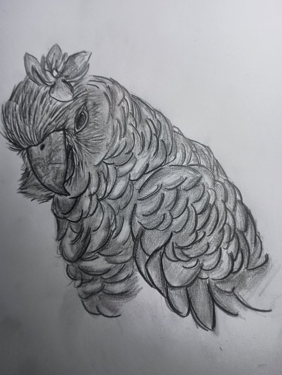 TLG_Arts's tweet image. ⋆。°✩ | - ✨ 🦜 Mi intento de dibujar un lorito con una flor. No me salió como esperaba, pero bueno… no todo sale a la primera. Todo lleva su tiempo, veremos si es verdad. 🫠 ✨- | ✩°。⋆
#TLG_Studios #TraditionalArt #Art #Macaw #BirdArt #HandDrawn #Lorito #Pencildrawing
