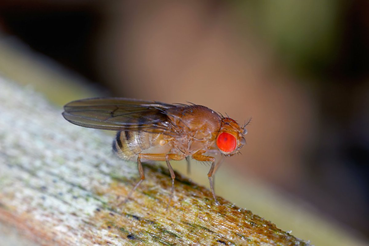 Smart tech spotting trouble

🍇🚨 Spotted Wing Drosophila poses an increasing threat to vineyards - but monitoring, trapping and smart tech is helping growers act fast and protect crops.

#AI #Viticulture #PestMonitoring #KelseyMedia #TruePest