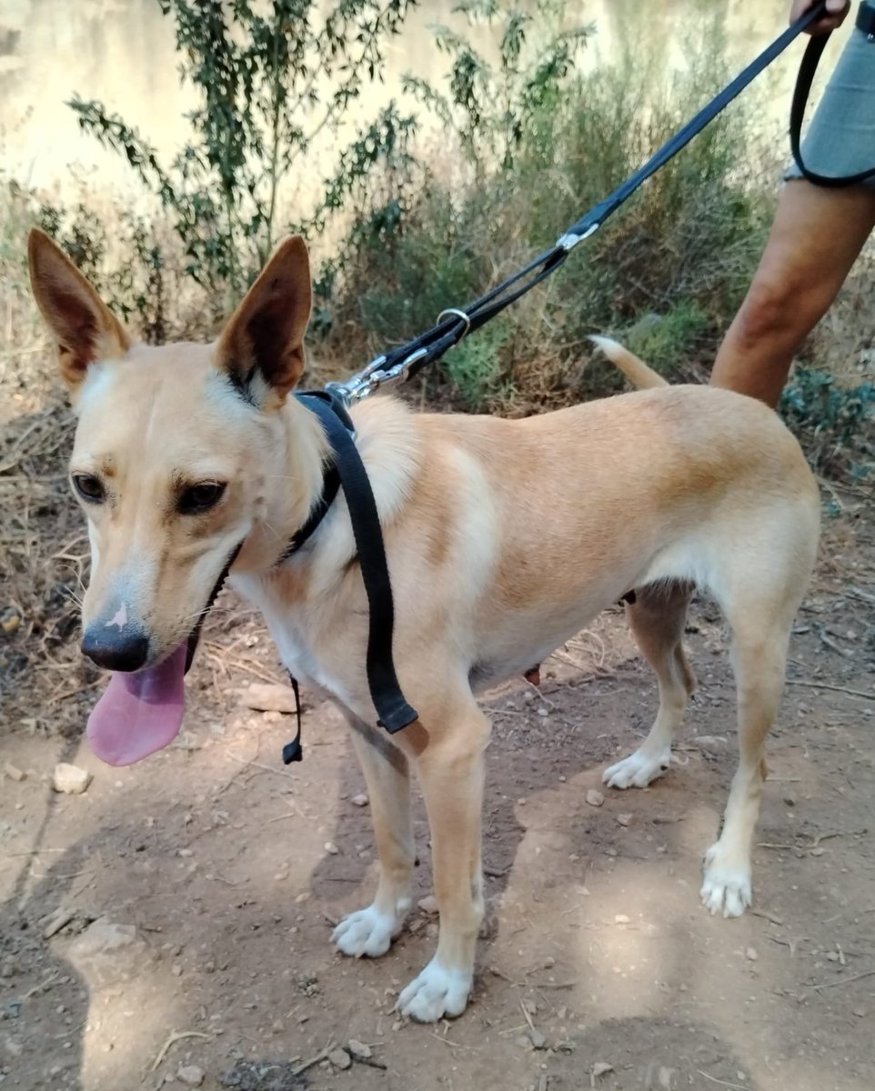 Sambie, 12 kgs de podenquita, ya os hemos hablado de ella y de sus hijos porque la abandonaron preñada, ellos ya tienen hogares pero las mamás se quedan atrás.
Es joven, un par de años, cariñosa y alegre, se conforma con poquito. 
En adopción en La Nucía