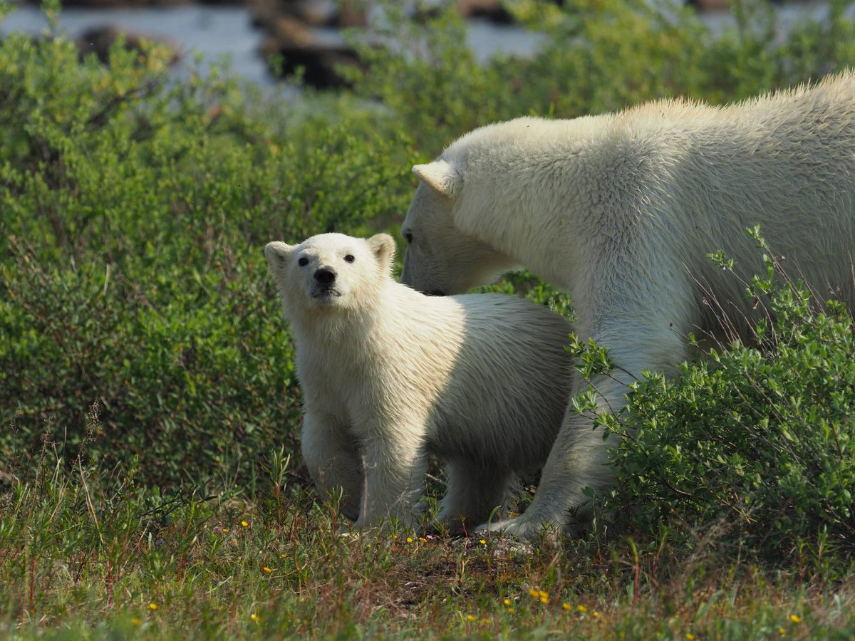 Icy Endurance. A leg short, mama bear toughs it out amid Arctic’s brutal extremes. winnipegfreepress.com/featured/2025/… by <a href="/George_Williams/">George Williams</a> <a href="/WinnipegNews/">Winnipeg Free Press</a> Top of <a href="/AppleNews/">Apple News</a>. Great story! 
#ChurchillWild #ChurchillWildSafaris #PolarBear #Mom #Cub #Determination #Resilience #Courage