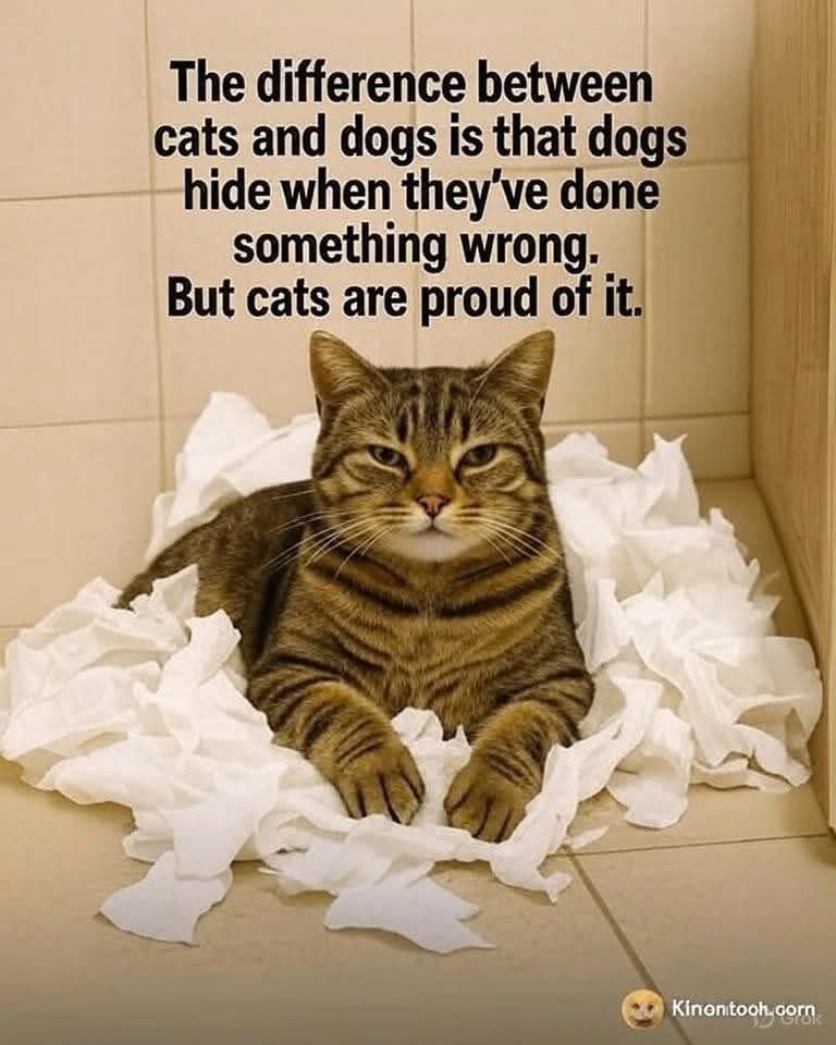 😹😹