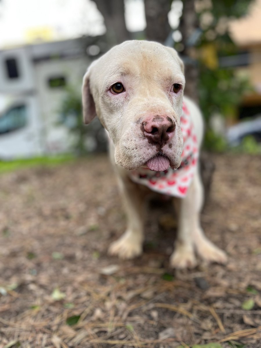 Mimoso casi siempre tiene la lengüita así porque ya le faltan muchos dientes,ya es un perrito viejito que sufrió cosas horribles en manos de gente mala.

¿Le das una oportunidad? 🥹
Estamos en CDMX.
