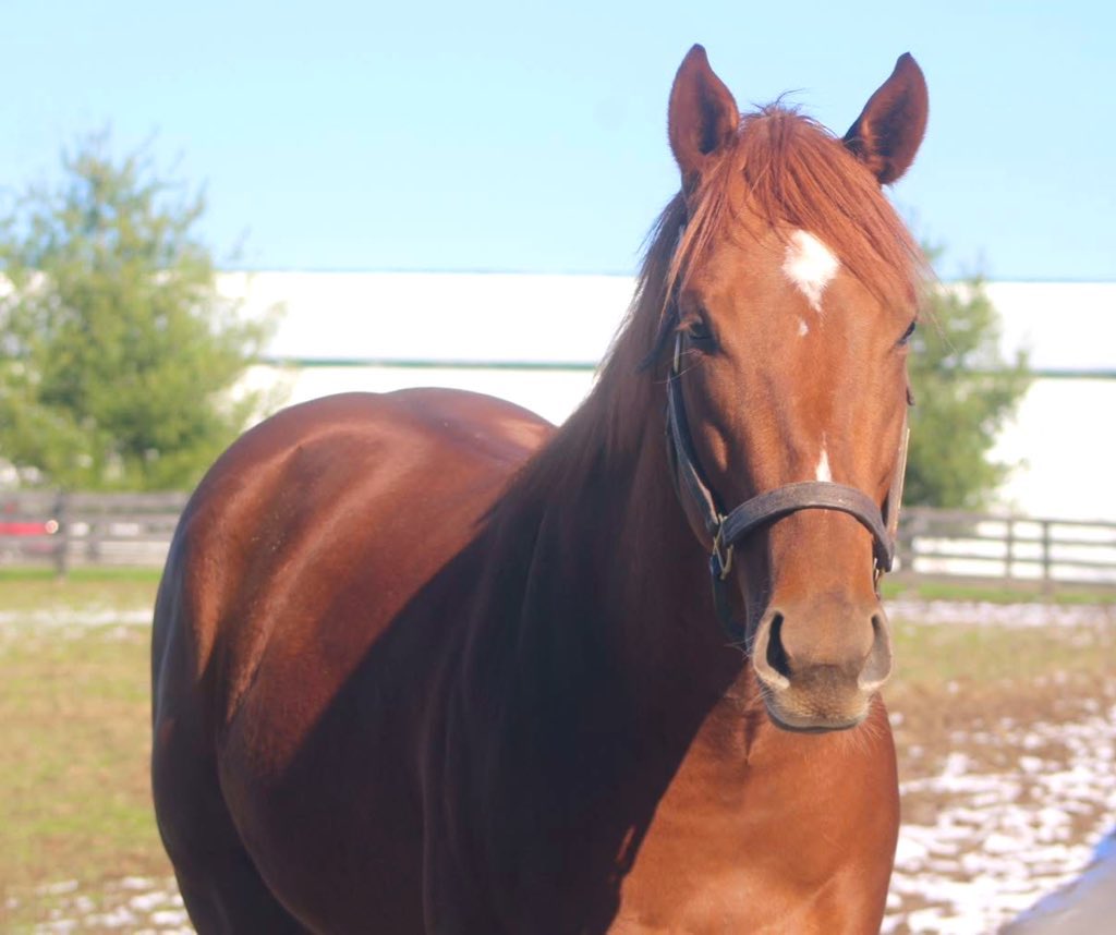 Silver Springs Training (@silverspringsky) on Twitter photo 🚨 Debut MSW Winner! AMOUDI BAY by <a href="/spendthriftfarm/">Spendthrift Farm</a> Jimmy Creed went well clear in a Maiden Turf Sprint today! Fantastic job by <a href="/LSchultz626/">Lindsay Schultz Racing Stable</a> and congratulations to <a href="/Tenstrikeracing/">Ten Strike Racing</a>!! 🔥🏖️ #SSgraduate 🚨 Debut MSW Winner! AMOUDI BAY by <a href="/spendthriftfarm/">Spendthrift Farm</a> Jimmy Creed went well clear in a Maiden Turf Sprint today! Fantastic job by <a href="/LSchultz626/">Lindsay Schultz Racing Stable</a> and congratulations to <a href="/Tenstrikeracing/">Ten Strike Racing</a>!! 🔥🏖️ #SSgraduate