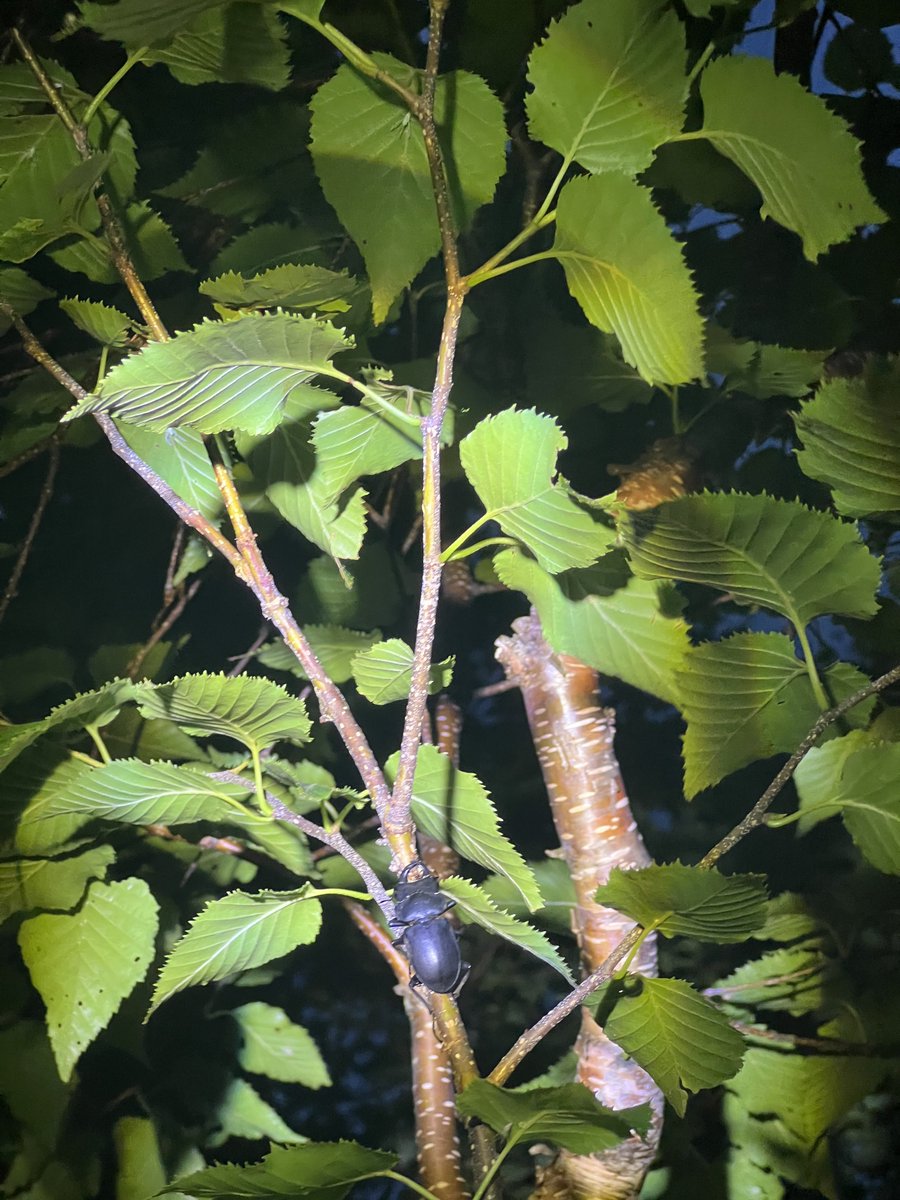 今年もいたけど、相変わらず小さいのばっか…😌