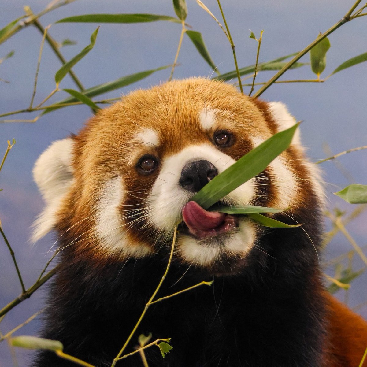 RedPandaNetwork's tweet image. Bamboo doesn't offer much nutrition and red pandas can only digest about 24 percent of it. So why do they eat it (and clearly love it 😋)? 🐾
🌱 Well, bamboo can grow rapidly and abundantly in the cloud forests where red pandas live. And because it is such a low-calorie option,…