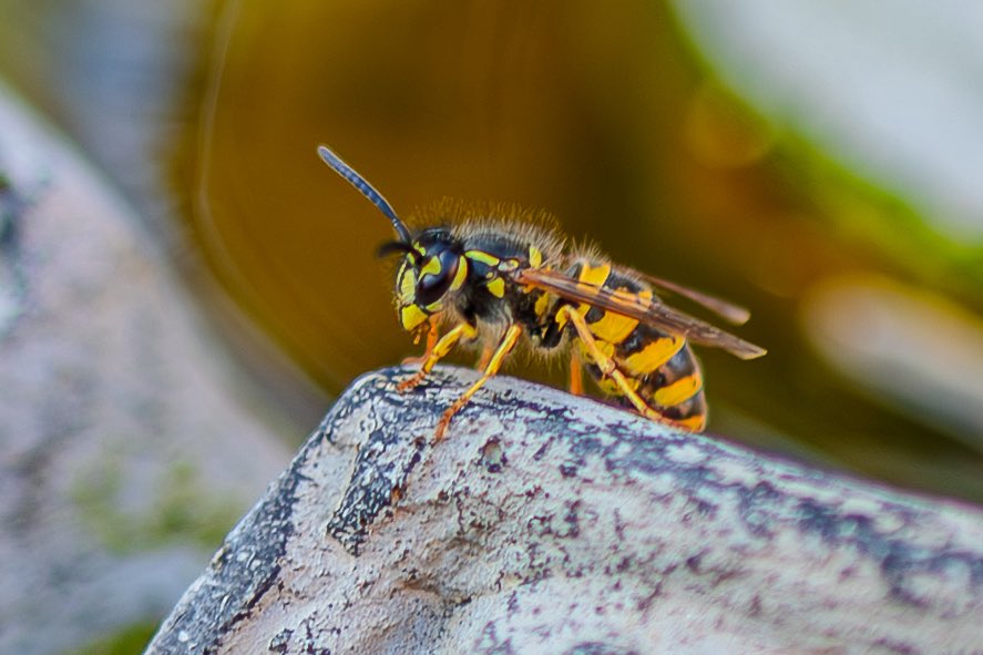 #nature  #NaturePhotography #wildlife #wildlifephotography <a href="/WKWT/">Warwickshire Wildlife Trust</a>