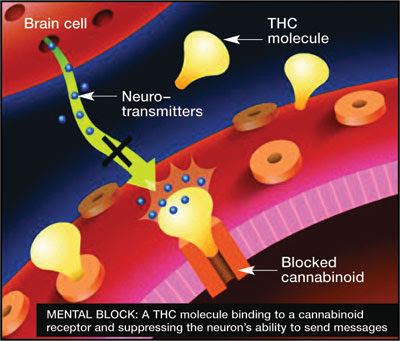 Tu hierba ( THC) bloqueando a los endo canabinoides que normalmente produce tu cerebro. ( 19% )
Rico al inicio...luego te pide más cuando tu cerebro deja de producirlo
