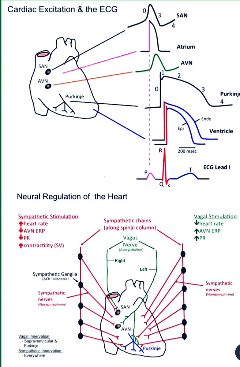 EKG