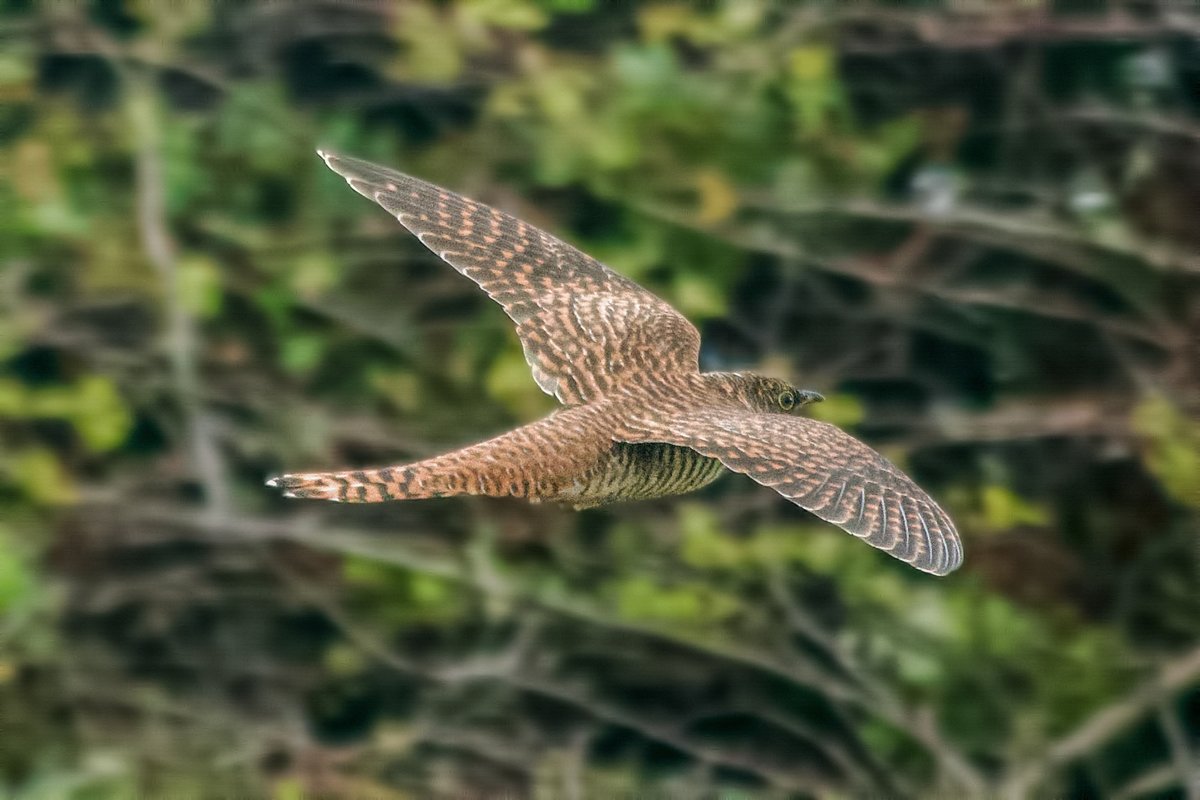 WhitleyBirder's tweet image. A juv Cuckoo near the wetland at SMI this evening, and four Med Gulls off the prom were both very welcome reminders that autumn is now just around the corner...