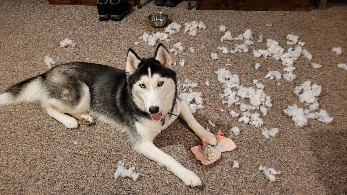 Happy Birthday, Echo!  She is 2 years old today!