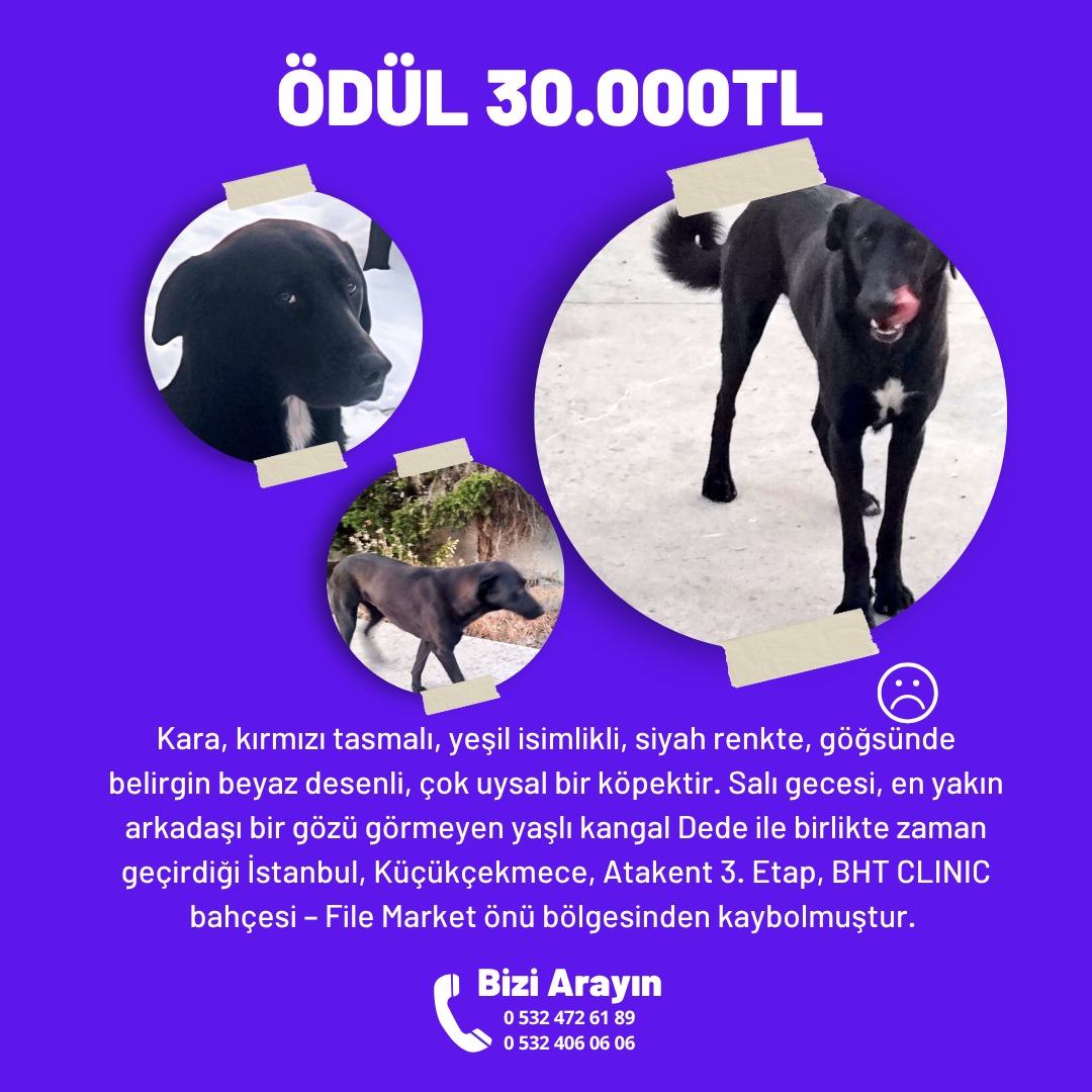Kara, 5 gündür kayıp. Başına kötü bir şey gelmeden bulunsun istiyoruz.😞 

Yaşlı ve tek gözü görmeyen kangal arkadaşı Dede ile mahallede sessiz sakin yaşayan Kara'yı bulmamıza yardım eder misiniz?