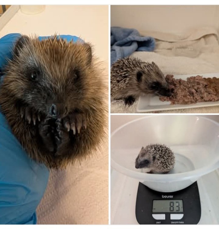CaerphillyHog's tweet image. Jayne came to us on 1/7, 83g.  She was spotted trying to cross a busy main road and was quickly brought to us.
She's about 5 weeks old and is eating wet food supplemented with some specialist formula.  So far, so good! 🤞
#hedgehog #WildlifeConservation #wildlife #Rescue
