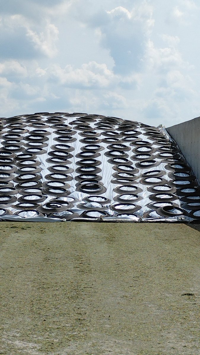 2nd cut u undercover on July 5  ,great crop as much as first cut ,never been done this early