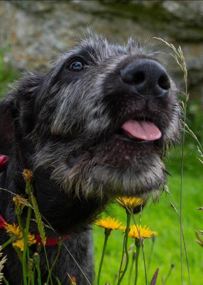 This was Danú’s first adventure up the hill and call me crazy, but there was a real sense that she was already familiar with the land and we all felt it was more of a return than a first time visit!
There will be a tail wagging at the Visitor Centre for tomorrow’s 11am tour!