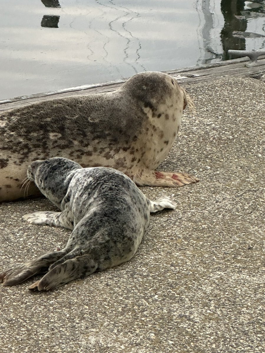 Born on the 4th of July just a few minutes before this picture was taken. Seal pups are not small. 

Low tide tomorrow is 9:48 AM. Keep clam!