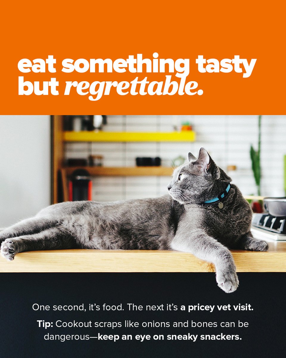 ASPCA Pet Insurance (@aspcapetins) on Twitter photo Your pet’s feral summer bucket list:
✅ Eat a bee
✅ Get stuck in hammock
✅ Belly flop into the kiddie pool
✅ ???
We’ve got tips for every chaotic goal—and coverage that helps when things go off the rails. Click bit.ly/45VB85e for the full list. #PetSummerBucketList Your pet’s feral summer bucket list:
✅ Eat a bee
✅ Get stuck in hammock
✅ Belly flop into the kiddie pool
✅ ???
We’ve got tips for every chaotic goal—and coverage that helps when things go off the rails. Click bit.ly/45VB85e for the full list. #PetSummerBucketList