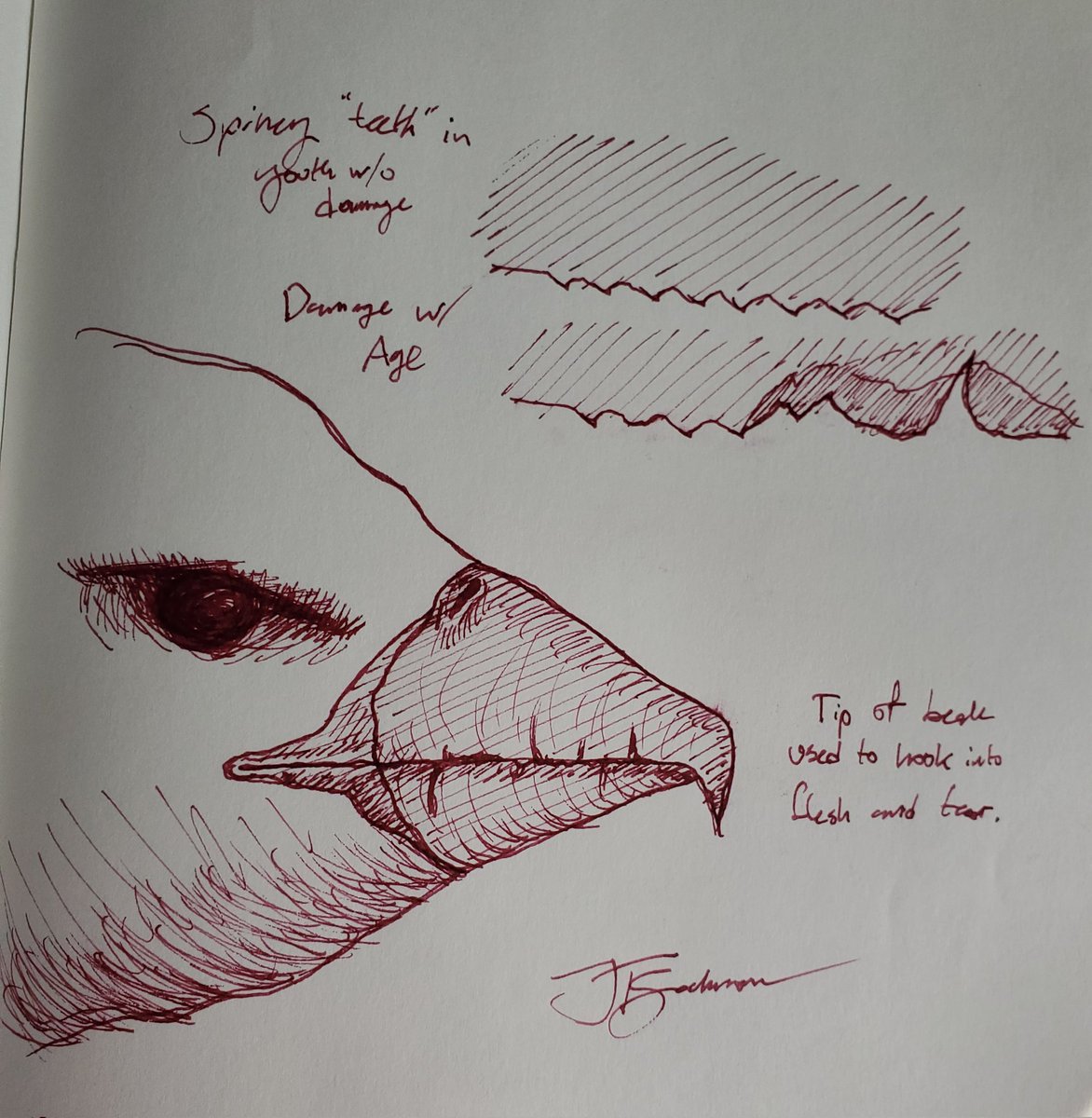 jt_salmon's tweet image. More craalnax drawings, just because. I&apos;ve been playing around with both pen and digital art. Do you prefer digital drawing and sketches, or is there something more alluring about a more organic piece? Let me know!

#conceptart #sketchbookart #indieauthor #fantasyart